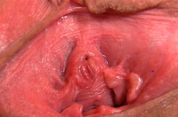 Discounted Gape My Pussy Membership s6